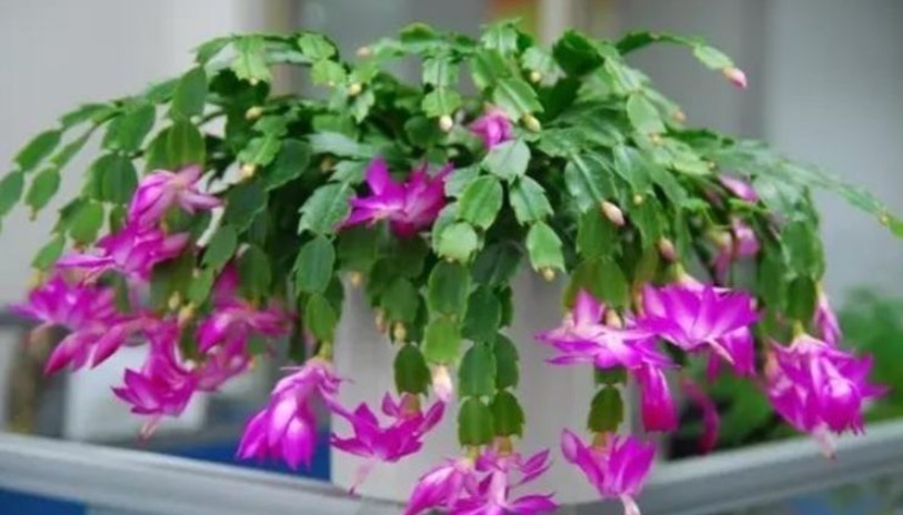 蟹爪兰爱吃“糖”，7天1次，花苞冒出来，满盆都是大花朵！