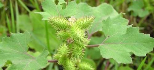 心脑血管|十人九腰痛，常见的它煮水喝，每天一杯，腰不疼，腿不酸，了解下