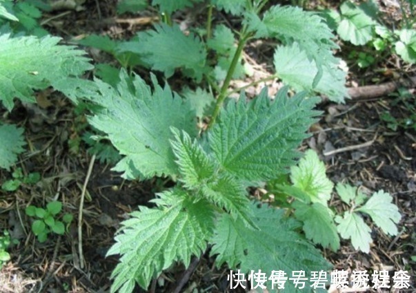 风湿性关节炎|农村常见的“咬人草”,是治疗风湿性关节炎的良药!