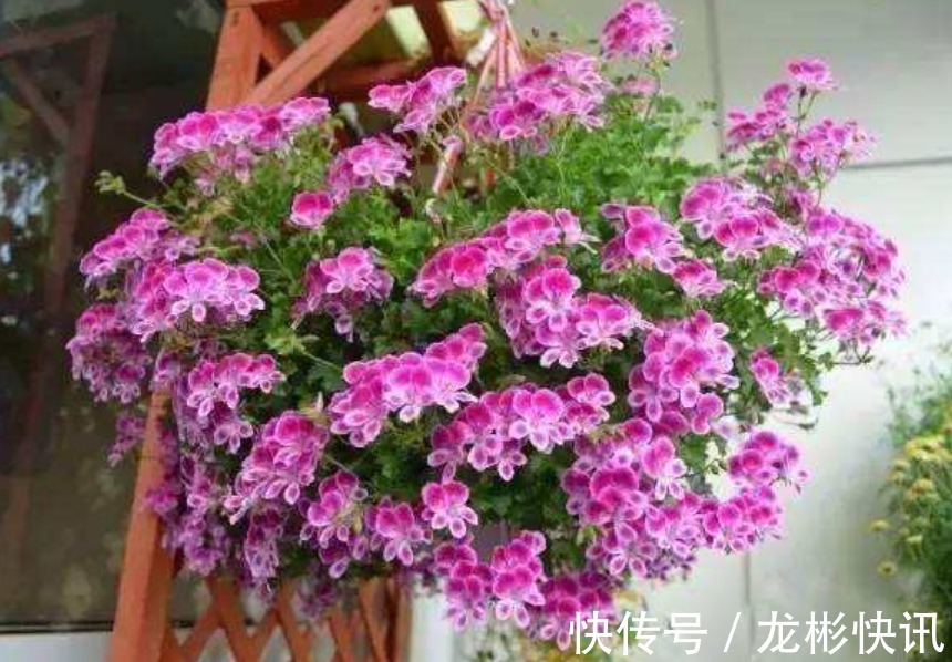 4种容易爆盆的花,吊起来养更合适,开花非常美
