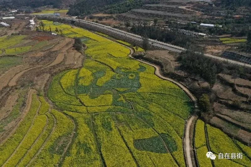 遍地金黄，山口村的油菜花开了，美到犯规！