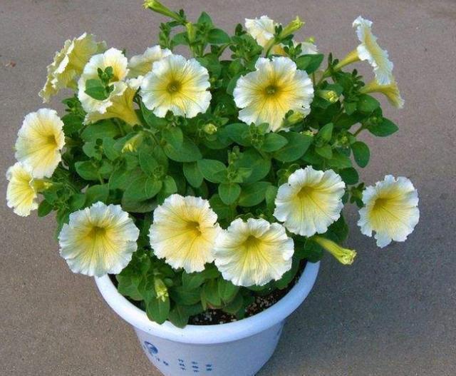 盆栽矮牵牛这么样长的快,花开的多,叶子绿油油的非常漂亮