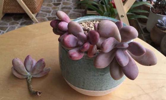 1种多肉，模样饱满圆润，花色娇艳妩媚，爱养花的花友见到都想养