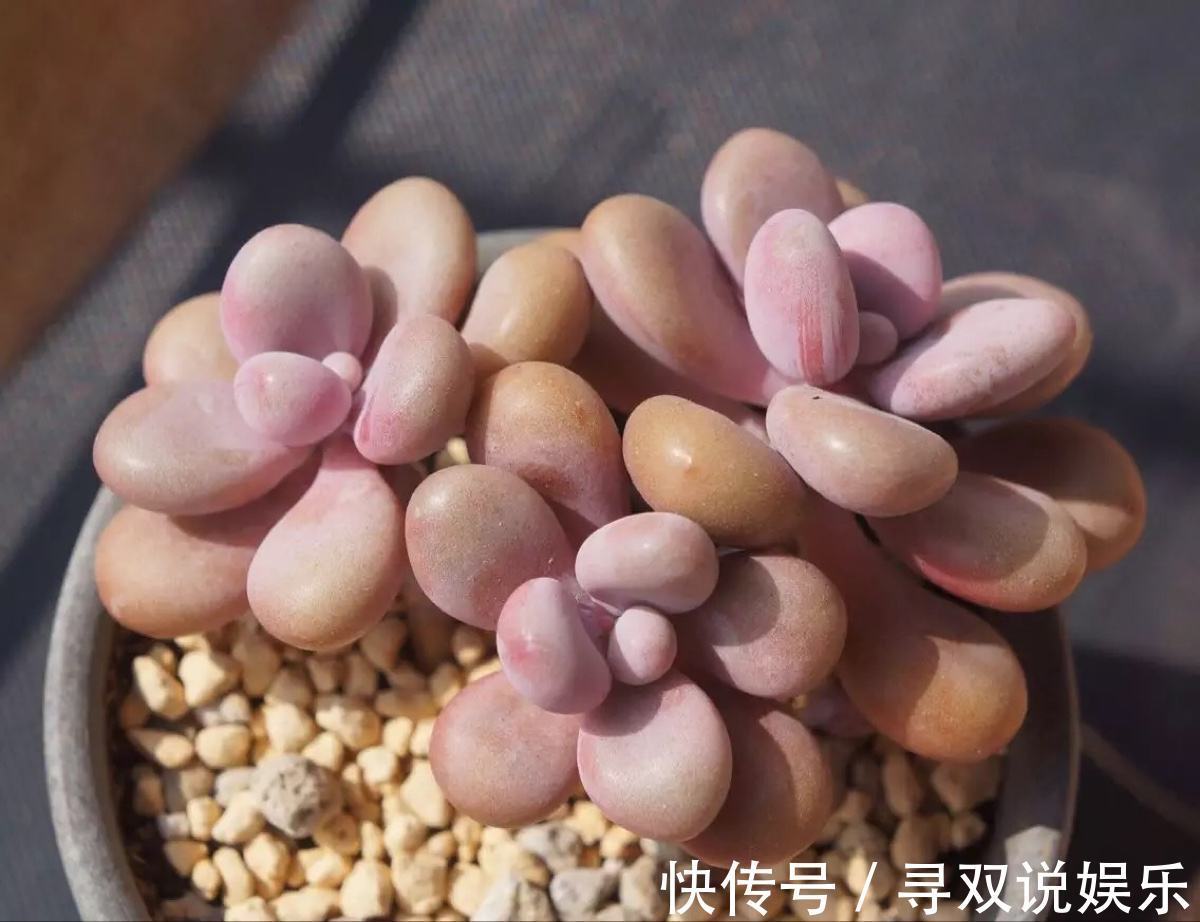 9月开始，养桃蛋“牢记”2个字，半年养的“胖嘟嘟”，萌化了