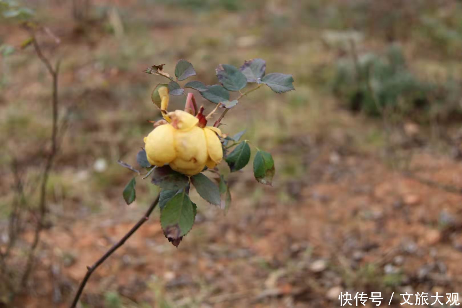 昆明冬日看花