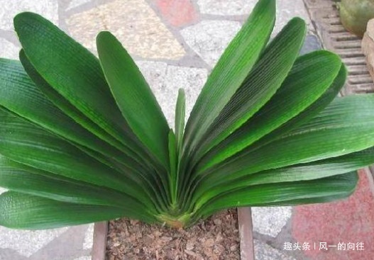 君子兰换盆后不好活选对季节，用好方法，这几步全都不能少