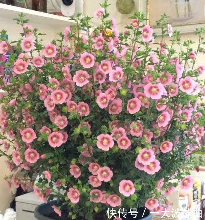 太阳花|4种花养家里，人养花，花也养人，空气清香去异味，漂亮好养