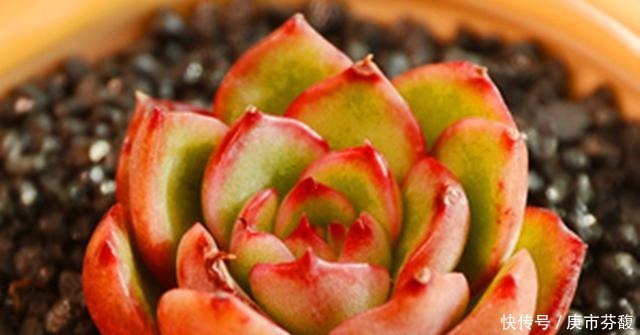 烈火|多肉宝莉安娜,养好是心中一束不灭的烈火,养不好就是路边的野菜