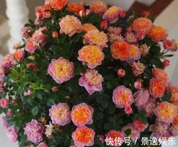 花朵|喜欢养花就盆栽月季,此款花期长、易爆盆,一株苗开出多色花