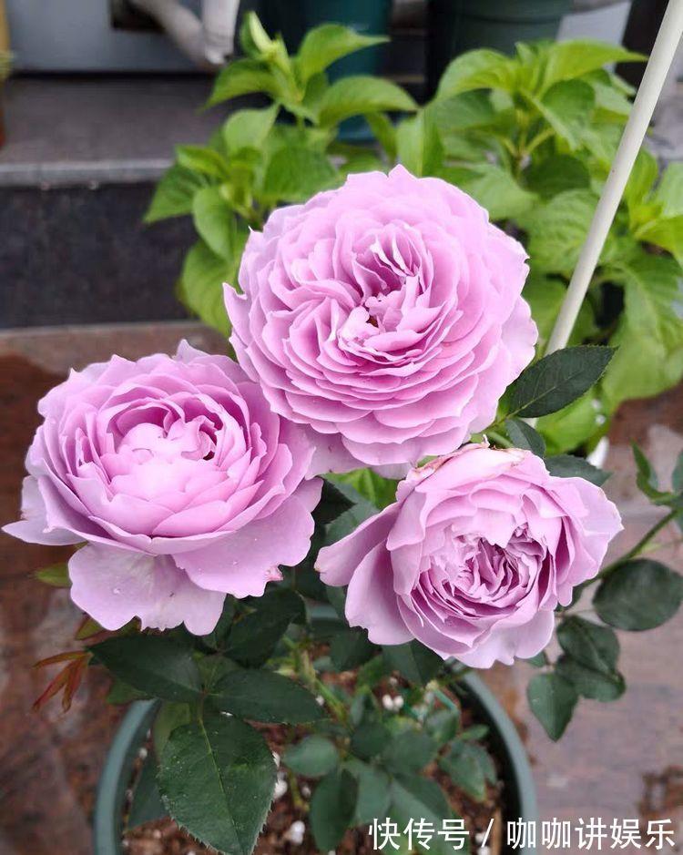 美极了|适合养在客厅的花卉,花大色艳易打理,美极了