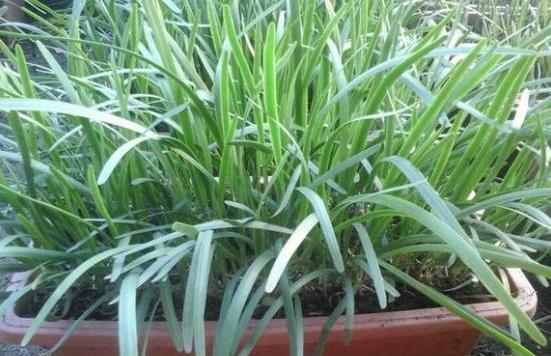 阳台种韭菜,用此“方法”,多割三五茬,安全无公害,全家吃不够