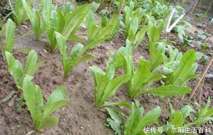 答案|生菜油麦菜什么时候种合适?答案来了