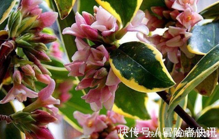 几种花超好养，丢土里就能活，一年多次开花，极为美丽