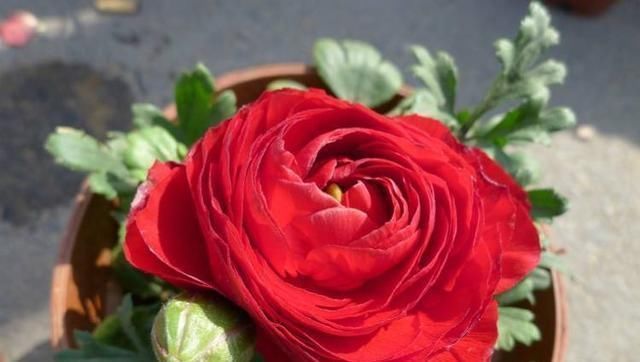 芹叶牡丹|阳台养一盆这个花,叶子像芹菜,开花像玫瑰,种一次,年年开花