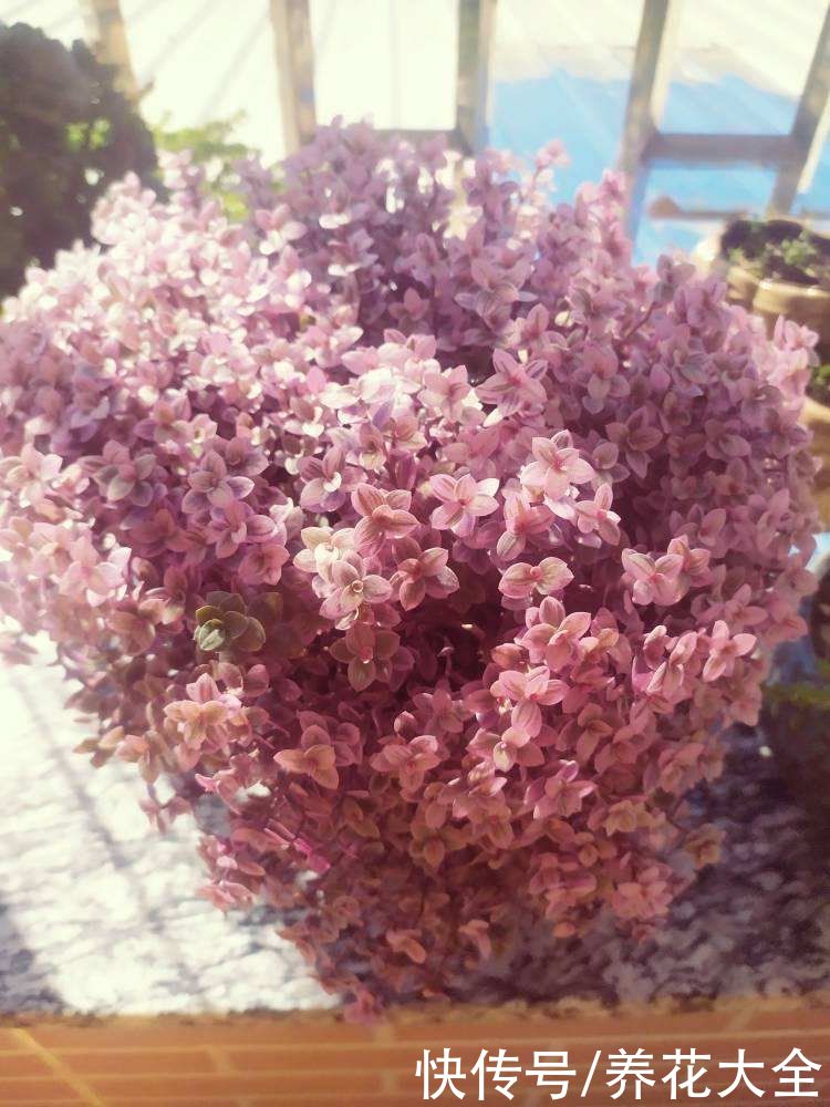 3种“老牌网红花”，经历了时间的沉淀，发现是真的好养