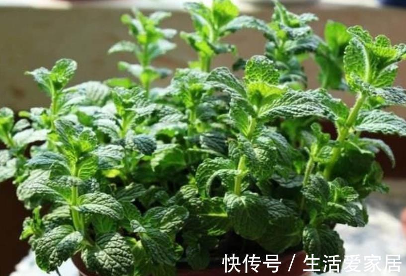 新手|老中医都喜欢的4种花，人养花，花也“养人”，新手也能轻松驾驭