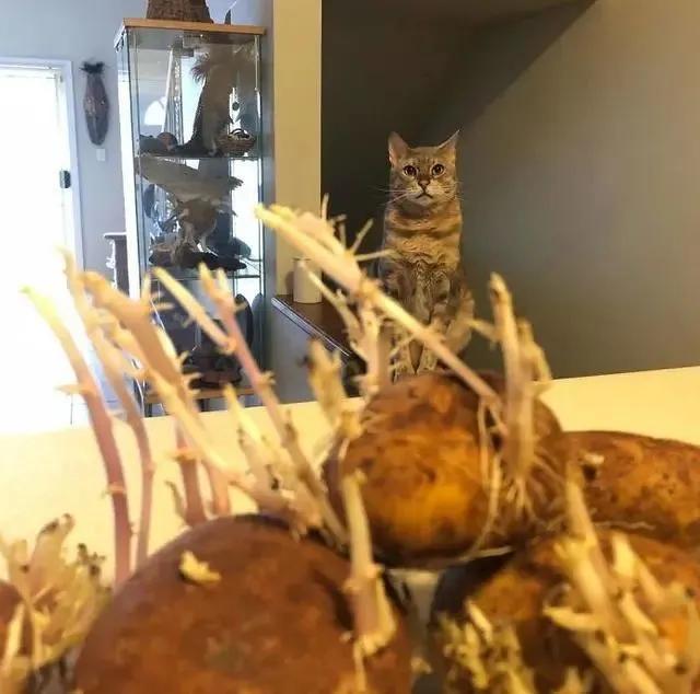 生物|土豆发芽有多恐怖!26张照片告诉你,它才是这个星球最神奇生物