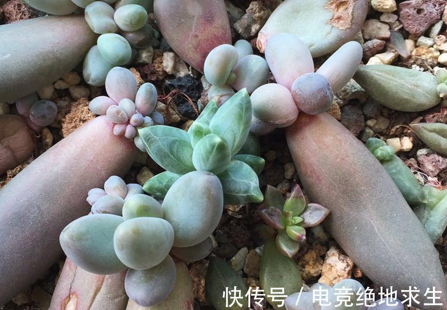 多肉进行叶插繁殖,从叶片到小苗成型,少不了花友的耐心和爱心