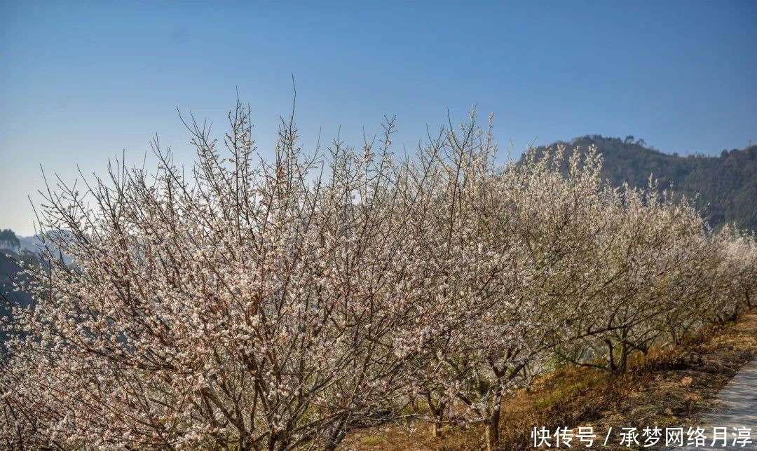 老年|【美图】小编带您赏万亩青梅花海