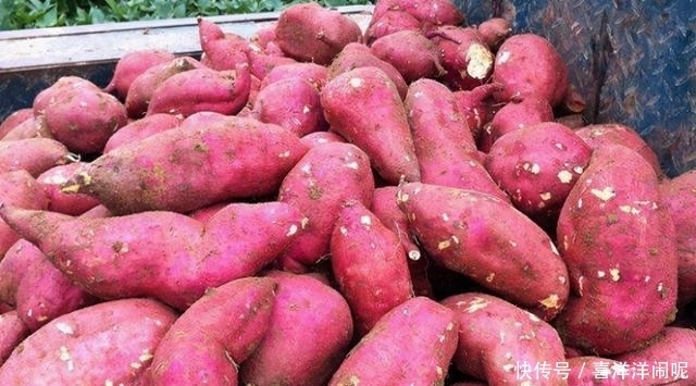 别怪|爱吃红薯的人要留意,现在知道还不晚,可别怪我没提醒!赶紧来看