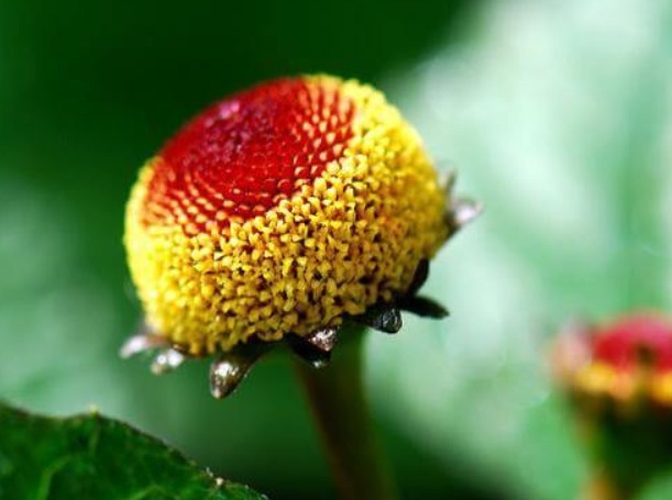 喜欢菊花,不如养盆“菊之珍品”,开花爆成花海,美娇娘