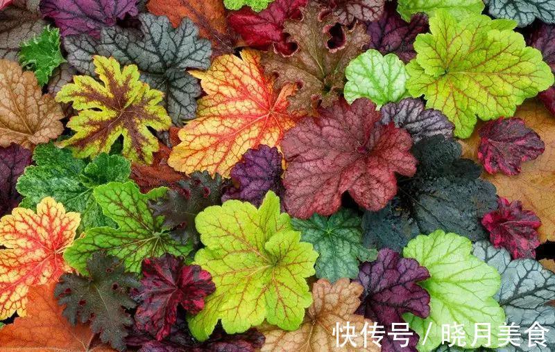 5种花不怕冷,扔在室外不用管,花朵挂满枝头,鲜艳多姿,很漂亮