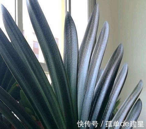 发黄|夏季养君子兰,记住一个“少”字,不烂根不黄叶,长的就是旺!