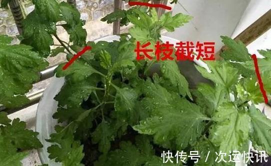 菊花不开花把握“2多一少”常剪枝,大花苞满枝头,又大又香