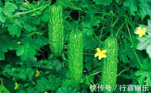 清热解毒|女性不妨多吃4种食物,补充营养、滋补身体,有益健康