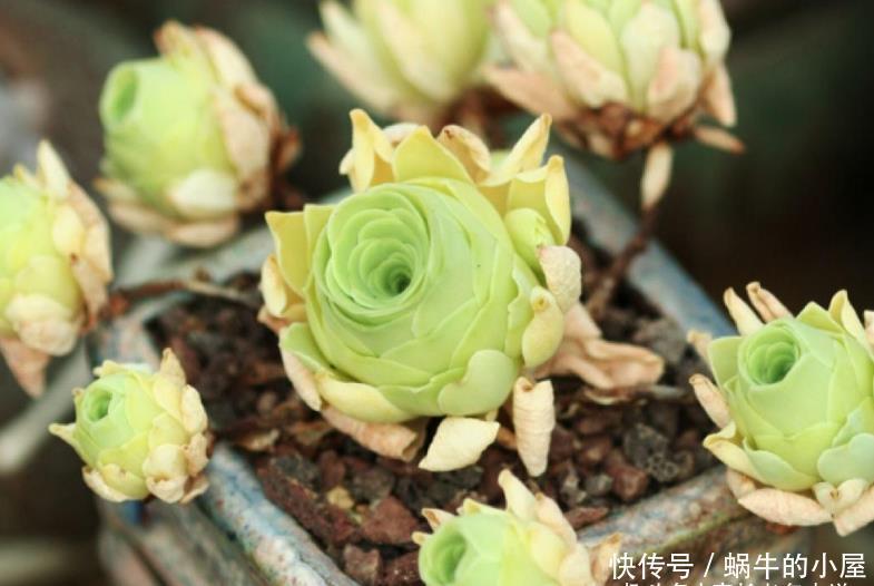 多肉山地玫瑰夏季都会休眠,那么什么时候给它们断水比较合适呢?