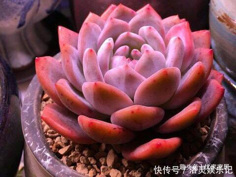 品种|以胖为美的12款漂亮多肉,很多都是大普货,喜欢养多肉的你养了吗