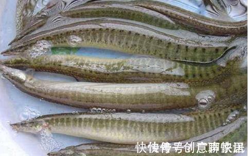 趴地虎|5种“逐渐消失”的小鱼,过去被嫌弃少人吃,如今却“价值不菲”