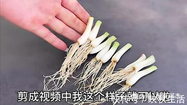 挥发油|扔葱根等于扔钱,葱根原来是个宝,作用这么厉害,太实用了