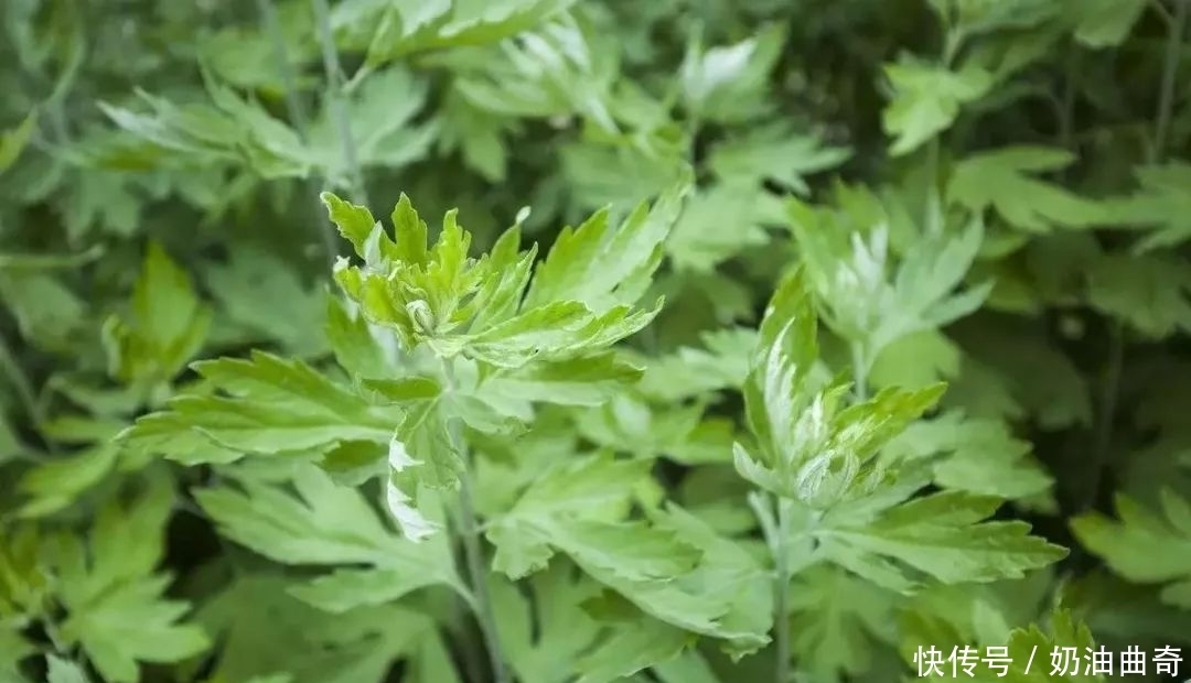  珍惜|农村有一种野草，被称“洗头草”，价值珍贵，若是遇见，请珍惜