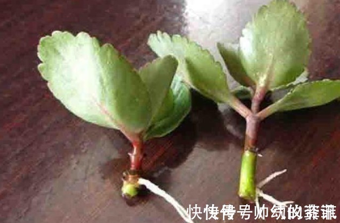 扦插|又到长寿花扦插季节，做好“2选3足”，15天长满白根！