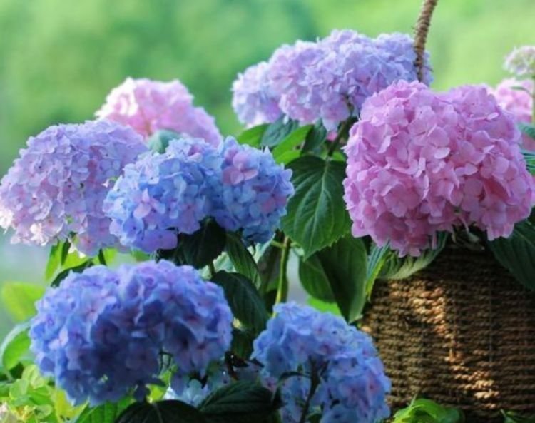 养花就养这几款,花朵小巧玲珑,花开媲美玫瑰,花朵姿态万千,美