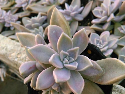 吴小姐想买盆胧月，带回家发现是冬美人，哭笑不得，太难区分了