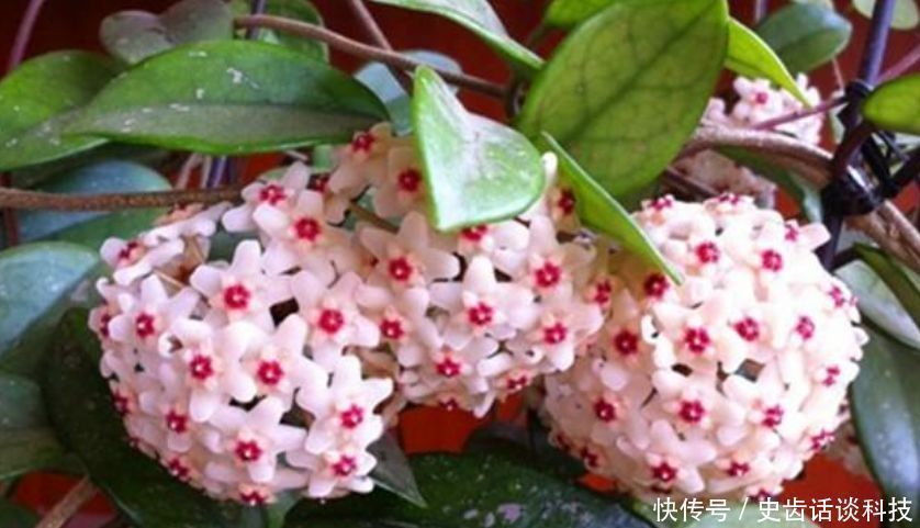 卧室就养“3种花”，赏心悦目，清香安神，改善睡眠质量