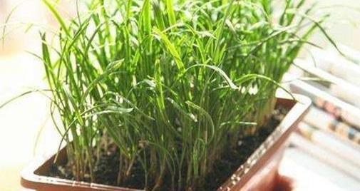 韭菜|3种蔬菜,吃剩下的“菜头”不要扔,往盆里一种,种出蔬菜小盆栽