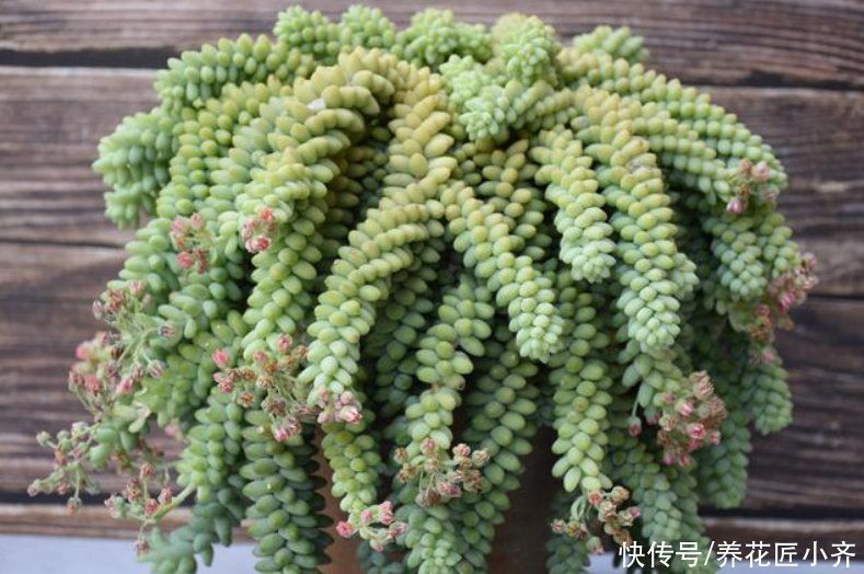 鹿角海棠|7种多肉适合“吊着养”，枝条“流出”花盆，养出状态最美