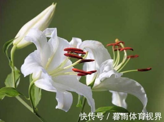 4种漂亮花，好打理易爆盆，花开媲美玫瑰，花朵姿态万千，美