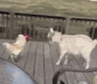 |搞笑GIF:走路玩手机后果很严重 原谅我不厚道的笑了