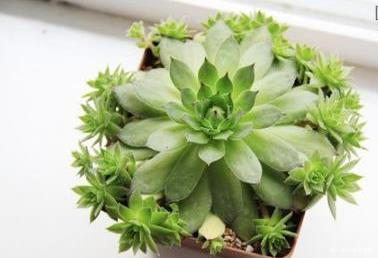 不到一年从1盆变成12盆的多肉植物——观音莲到底该怎么养