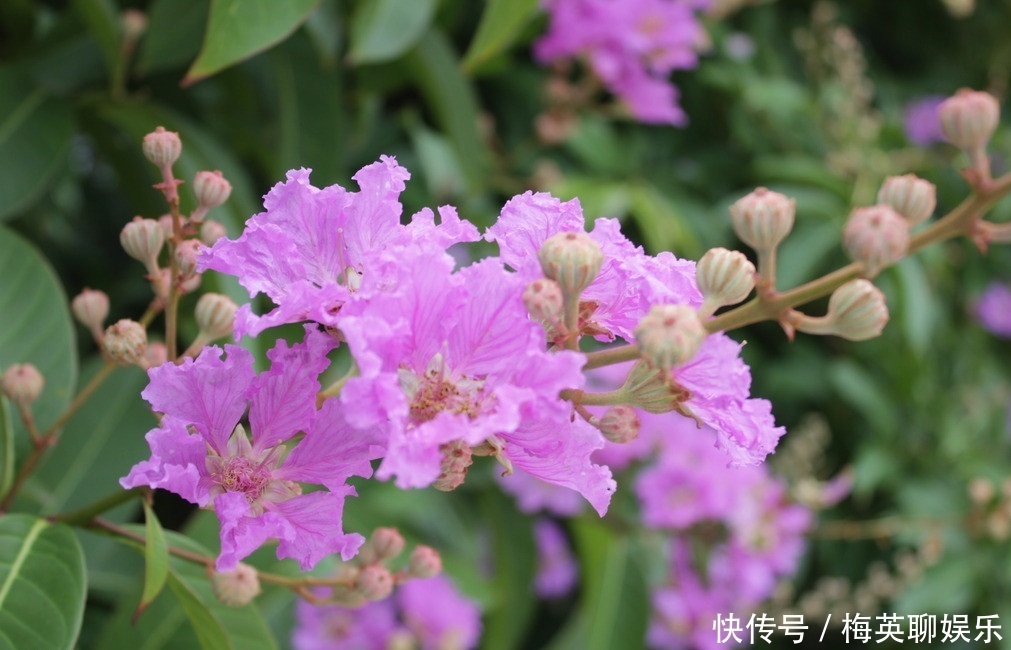 女性|此花所展现的是女性的美,它所代表的是沉迷的爱,是很有趣的植物