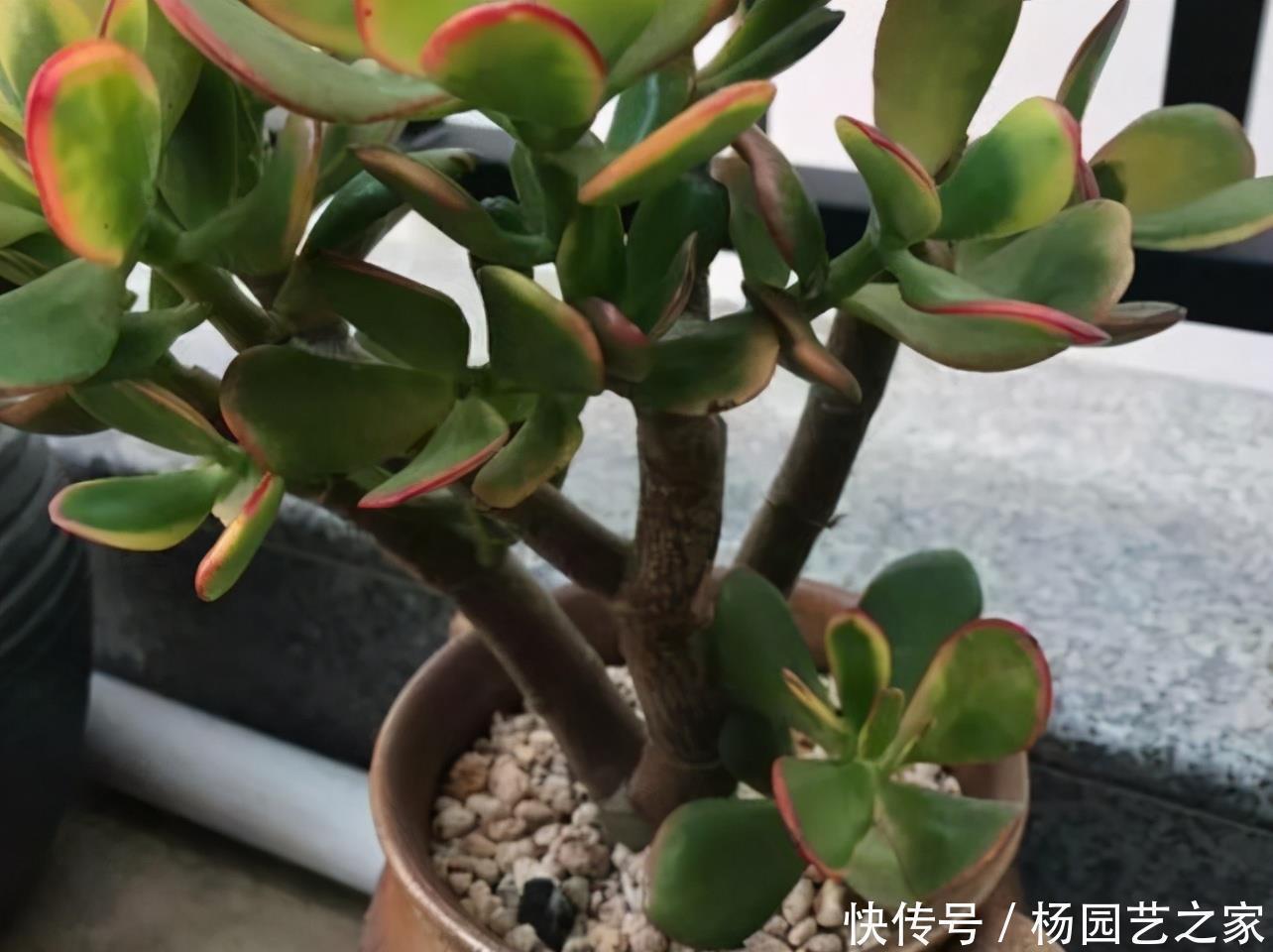 好养又省心的“4种花”,不用管就蹭蹭长,是很棒的室内绿植