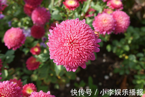 此花花开时光彩夺目，寓意着请相信我，让人有十足的安全感！