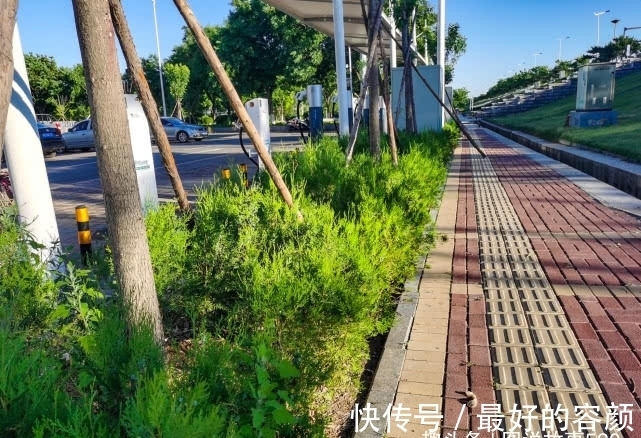 扁柏|旅行识花,它开花像花又似果,墓地陵园最多却少有人见过它