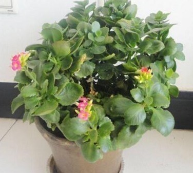 养护|养长寿,10天灌次“它的水”,用上两三次,长满小花苞,开爆盆!