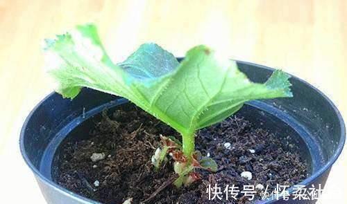 爆盆|此几种花只要扦插就能成活爆盆,比几十块买来的都要漂亮