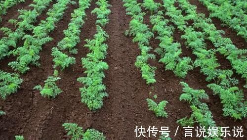 排水|养花不死,全靠盆土,用这个土养花,能活几十年